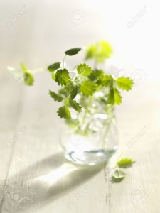 32799135-Fresh-salad-burnet-in-a-glass-of-water-Stock-Photo